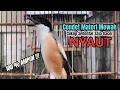 burung cendet gacor JITU BONGKAR FULL EMOSI PANCINGAN CENDET AGAR BUNYI,, bikin BURUNG PENTET GACOR