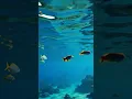 Download Lagu ocean #music #soundtrack#animation