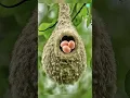 Download Lagu Part 2 Smart Bird 🦅