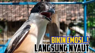 pancingan cendet dokor gacor rangsang emosi cendet manapun agar secepatnya ikut bunyi langsung