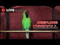 Download Lagu 🔴 LIVE MALAM || CUCAK IJO GACOR NGEPLONG NGEROLL COCOK UNTUK ANGKAT EMOSI