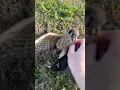 Download Lagu Video kami yang paling viral sejauh ini. Churro mencengkeram leher jalak ini dengan kuat dan mencengkeram paruhnya!