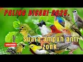 Download Lagu Auto Panen Burung‼️ MP3 Burcil Ribut Terbaru 2025. MP3