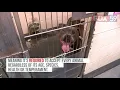 Indianapolis Animal Care Services offering free pet adoptions