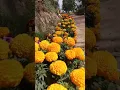 Download Lagu Amar Jabar bela pichu dake ||#rabindrasangeet #rabindranathtagore #রবীন্দ্রসঙ্গীত #gardening