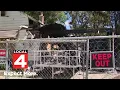 Local 4 News at 4 -