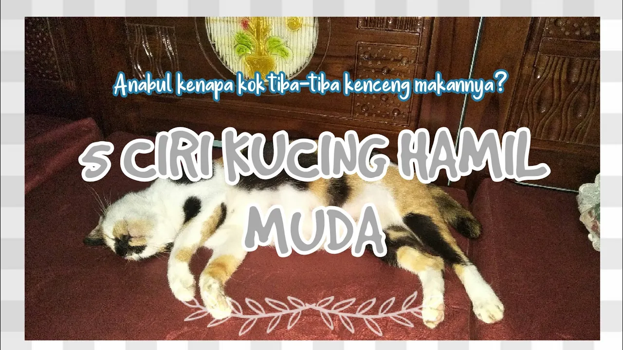 5 CIRI KUCING HAMIL MUDA