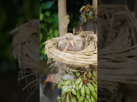 anak burung hampir jatuh