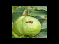 Download Lagu Health tips|Health tips in tamil|கொய்யாப்பழம்|கொய்யா பழத்தின் நன்மைகள்|benefits of guava