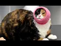 Download Lagu This Chubby Calico Cat Sings the Most HILARIOUS Song of Her People 😂
