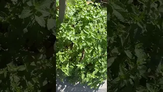 पुदीना के घरेलू इलाज और उसके फायदे