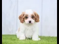 Cavapoo s