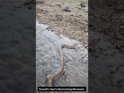 Russell’s Viper’s Mesmerizing Movement in the Wild! 🐍🌿 #RussellsViper #SnakeBehavior #wildlifeshorts