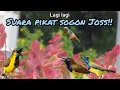Download Lagu LAGI LAGI  SUARA PIKAT SOGON !!