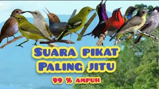 Download SUARA PIKAT BURCIL ANTI ZONK MP3