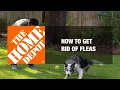 Download Lagu How to Get Rid of Fleas 🐶 | The Home Depot