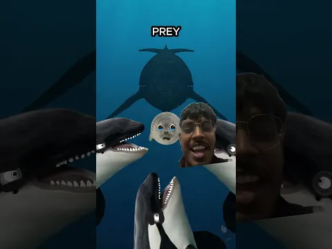 Blue whale actually saves fishes ￼