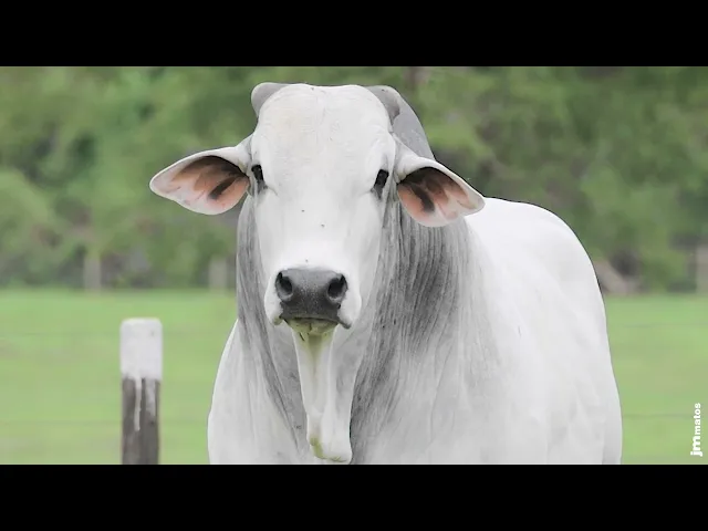 Touro Nelore AFOM - 4970