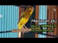 Lagu KENARI GACOR DURASI PANJANG Cuit CUIT BIRAHI UNTUK PANCINGAN \u0026 MASTERAN Kenari PAUD AGAR BUNYI