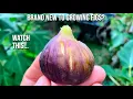 Brand New to Growing Figs Watch This