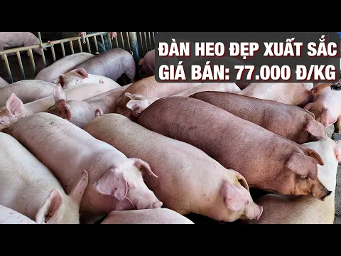 Giá heo cao kỷ lục. Hãy mừng cho nông dân | NNHN