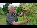How to Prune Back Azaleas With Wayne Mezitt