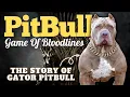 Game Of Bloodlines The Gator Pitbull
