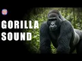 GORILLA SOUND - ANIMAL SOUNDS - Sound Effects