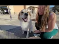 Flash 2 Year Old Great Shepherd Mix Before After Off Leash K9 Training DFW