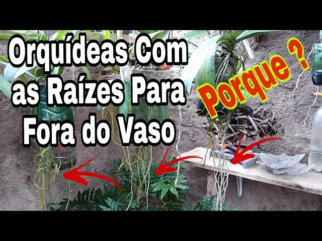 ORQUÍDEAS COM AS RAÍZES PARA FORA DO VASO