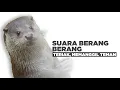 Download Lagu Suara berang berang teriak _ memanggil teman