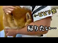 Download Lagu Shiba Inu is scared of hospitals and clings to his dad for help during his appointment [Allergic ...
