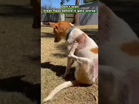 Treat Fleas Now Before They Cause Serious Health Problems