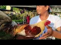 Lagu gaganda ng mga manok sa bocaue