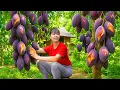 Download Lagu Using a 3-Wheeled Truck to Harvest Lots of Mangoes Goes to Countryside Market Sell – Farm Life