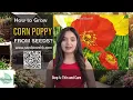 how to grow Corn Poppy from seeds FA098 - Vegetable Corn Poppy where buy seeds in hong kong