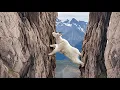 Download Lagu This Is Why a Mountain Goat Risks Its Life | Life of Mountain Goats