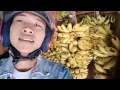 Download Lagu Gedang gelem-Ridwan hazard