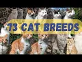 73 Cat Breeds According to The International Cat Association TICA as of year 2023