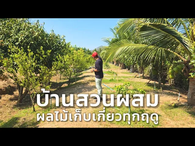 บ้านสวน วัยเกษียณ ปลูกพืชสวนผสม บนเนื้อที่ 4 ไร่ 60 ตร.วา