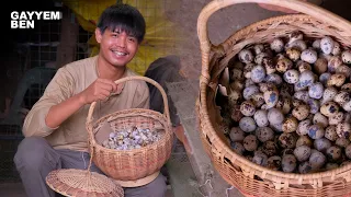 Harvesting QUAIL EGGS and turning it into savory dishes for our dinner | Gayyem Ben