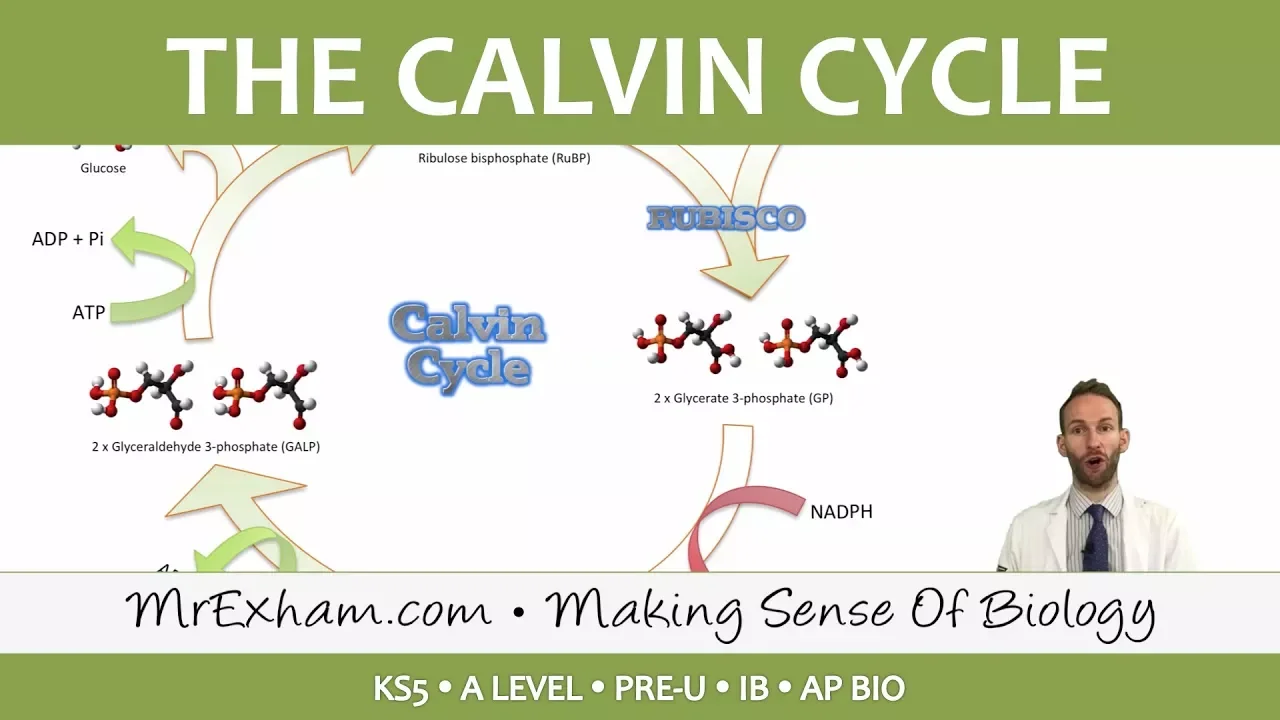 Photosynthesis - Light-independent stage - Post 16 Biology (A Level, Pre-U, IB, AP Bio)