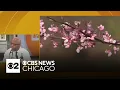 Dr Carlos Crudup gives advice on how to deal with spring allergies