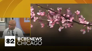 Dr Carlos Crudup gives advice on how to deal with spring allergies