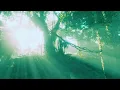 Roger Shah & Ambedo   Forests (Sunlounger & Ambedo Translations Mix)