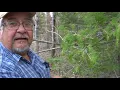 Identifying Cedar Trees