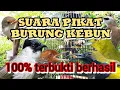 Download Lagu Suara pikat burung kebun||100% sudah terbukti berhasil.#suarapikatburungkebun 