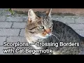 Download Lagu Scorpions Crossing Borders with Cat Begemotik