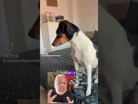 REGALAN a su perro porque les falta espacio... ⚠️