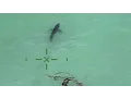Orange County Sheriff s helicopter warns paddle-boarders they re next to 15 great white sharks
